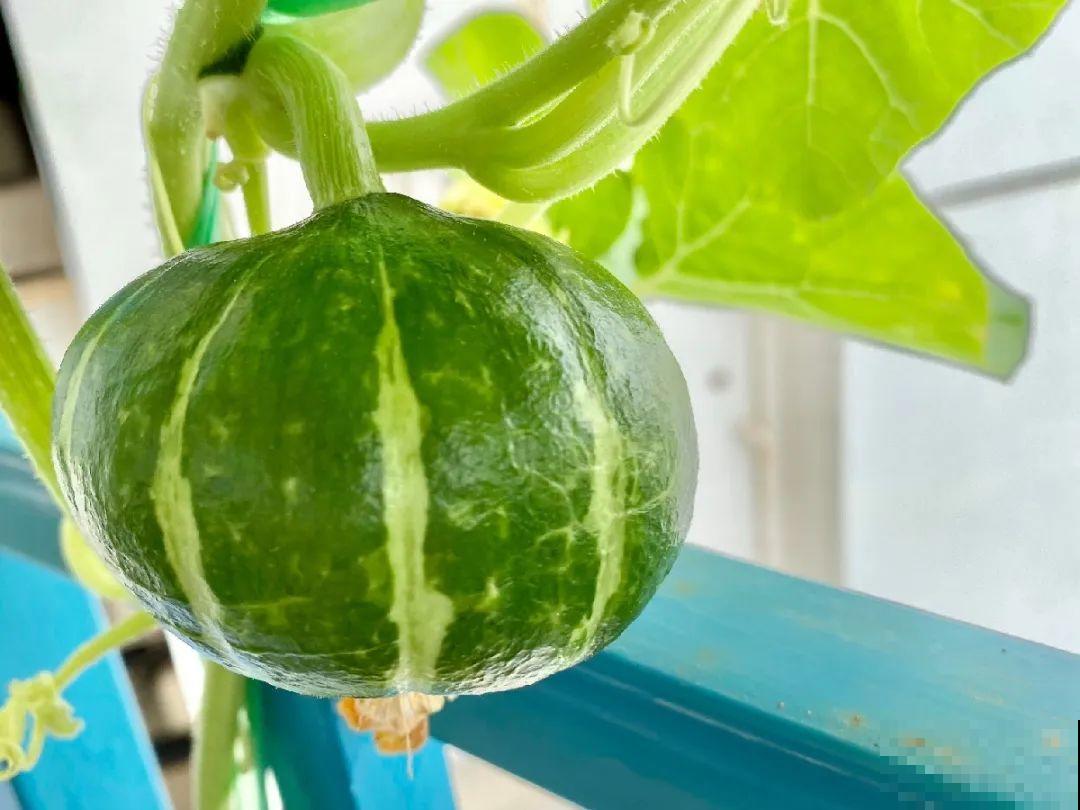花盆里种点菜,割一茬长一茬,买菜不花钱 花盆里种点菜,割一茬长一茬,买菜不花钱