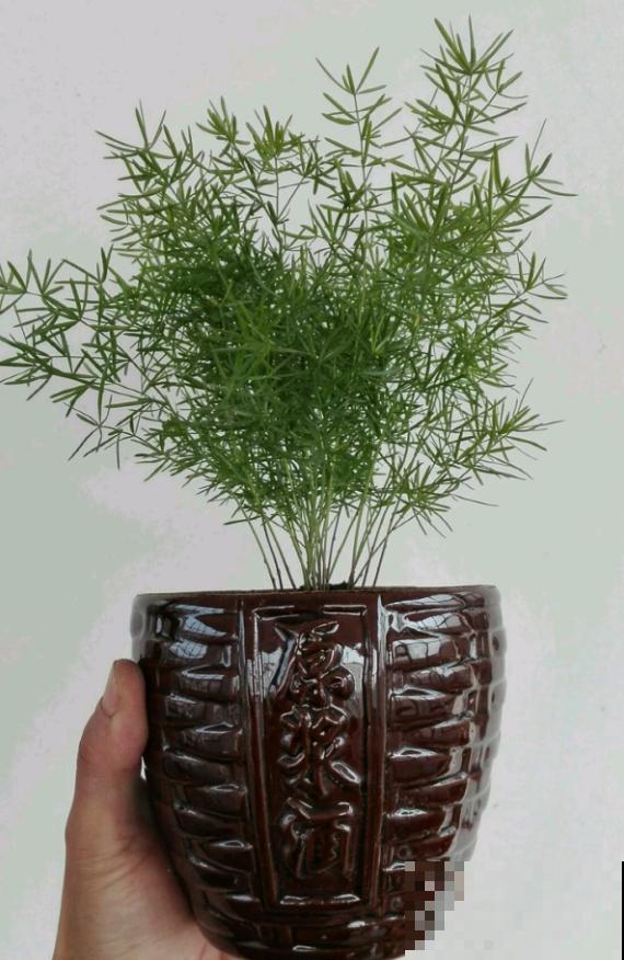 花盆买不起，自己动手做，好看又实用！