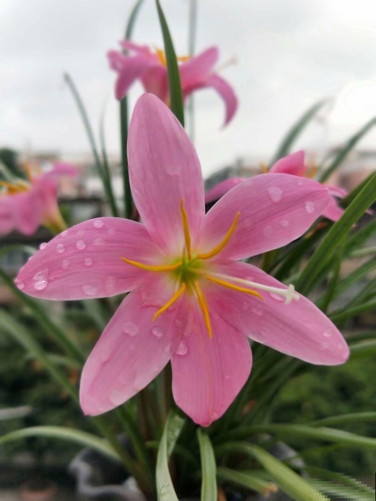 风雨兰爱淋雨，种在大门口，雨后呼呼冒花芽
