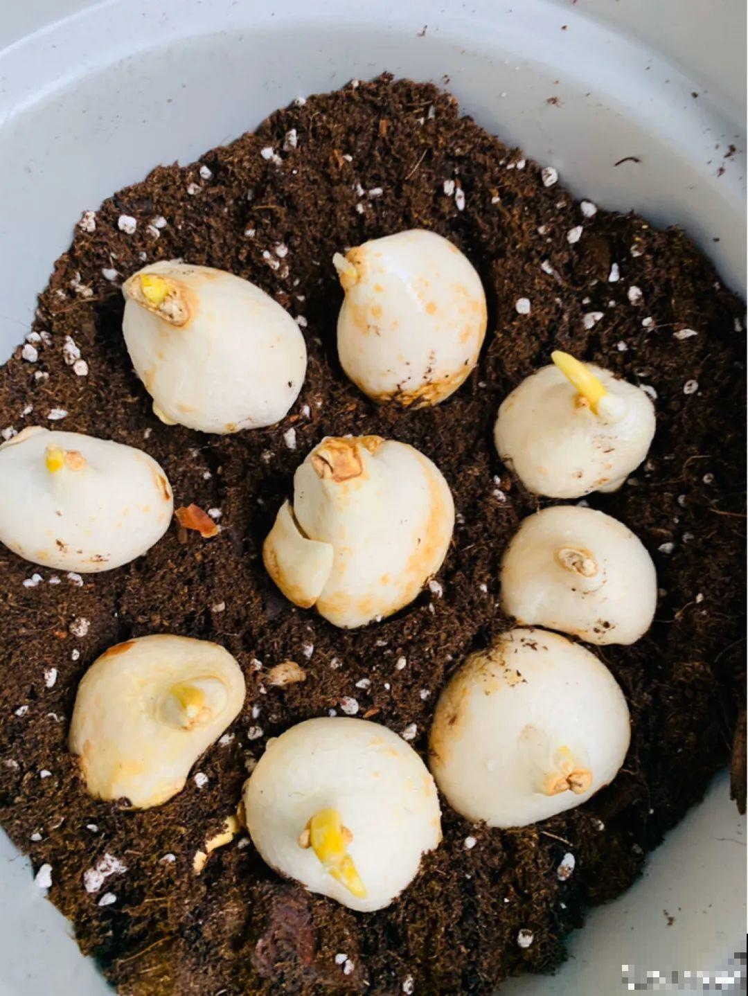 白胖的“大蒜”埋土里,1个月就开花,香味清新淡雅有格调! 白胖的“大蒜”埋土里,1个月就开花,香味清新淡雅有格调!