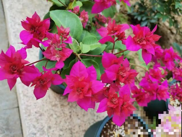 花出现黄叶打蔫，千万别扔，还能救回来！