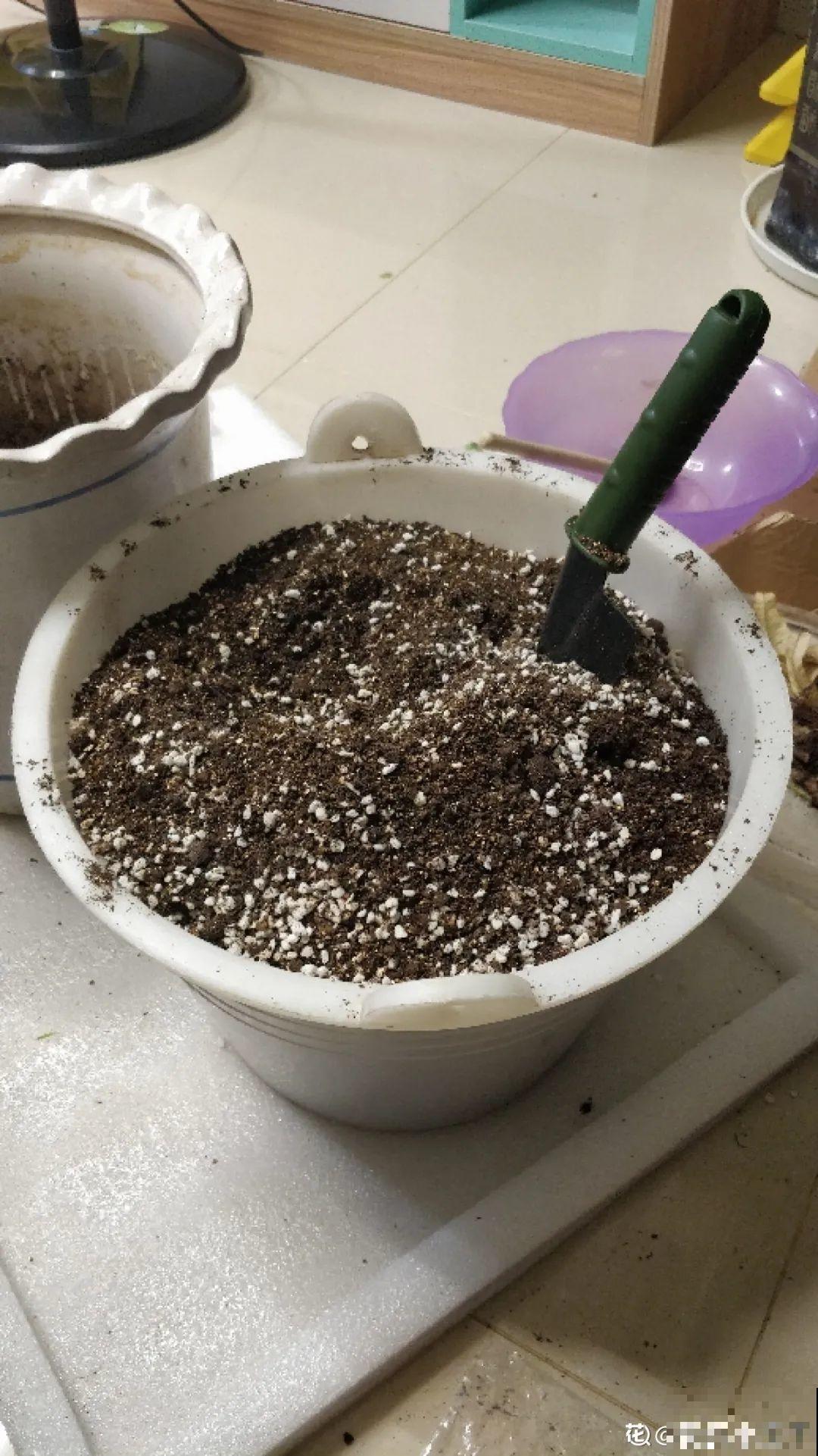 7种不起眼的小东西，拿来养花，根长得特壮
