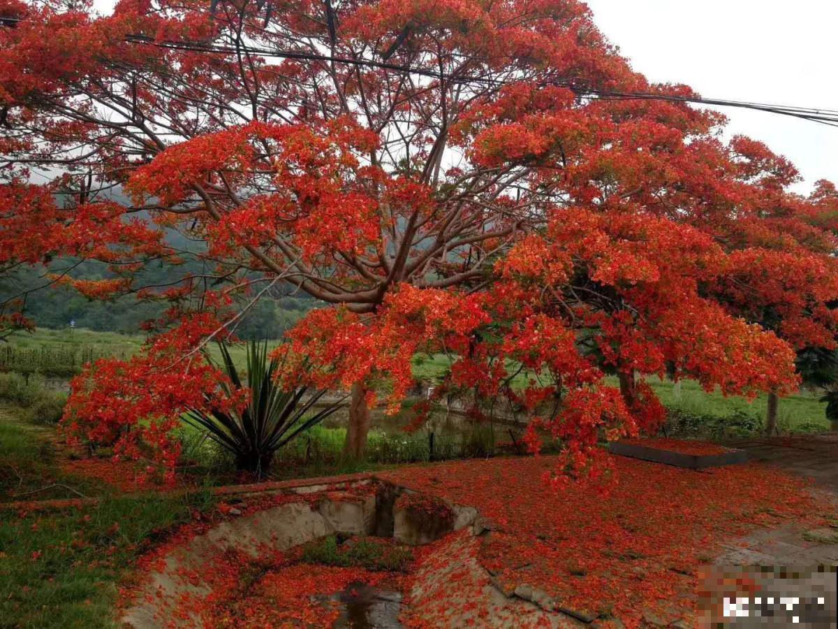 6种“红色”花，一开一大片，疯长起来拦不住！