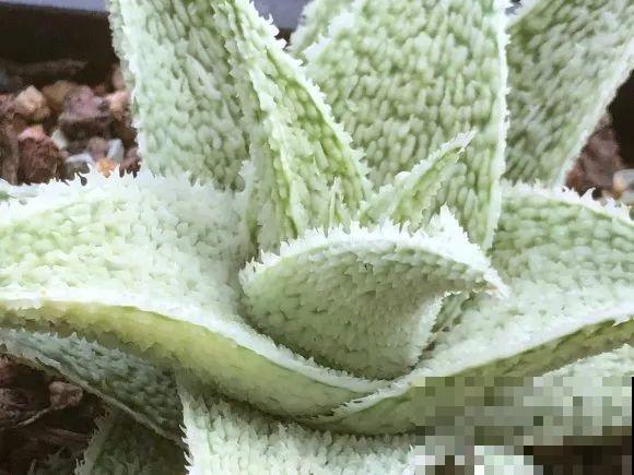 家里的花长出这种叶，千万保护好，特别值钱！