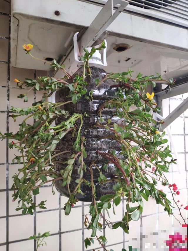 塑料瓶、油桶,养花做造型,真是绝了! 塑料瓶、油桶,养花做造型,真是绝了!