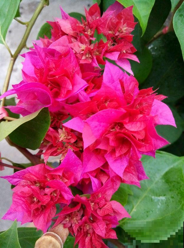 三角梅要想养成大花树，记住一个“旱”字，呼呼开花不停