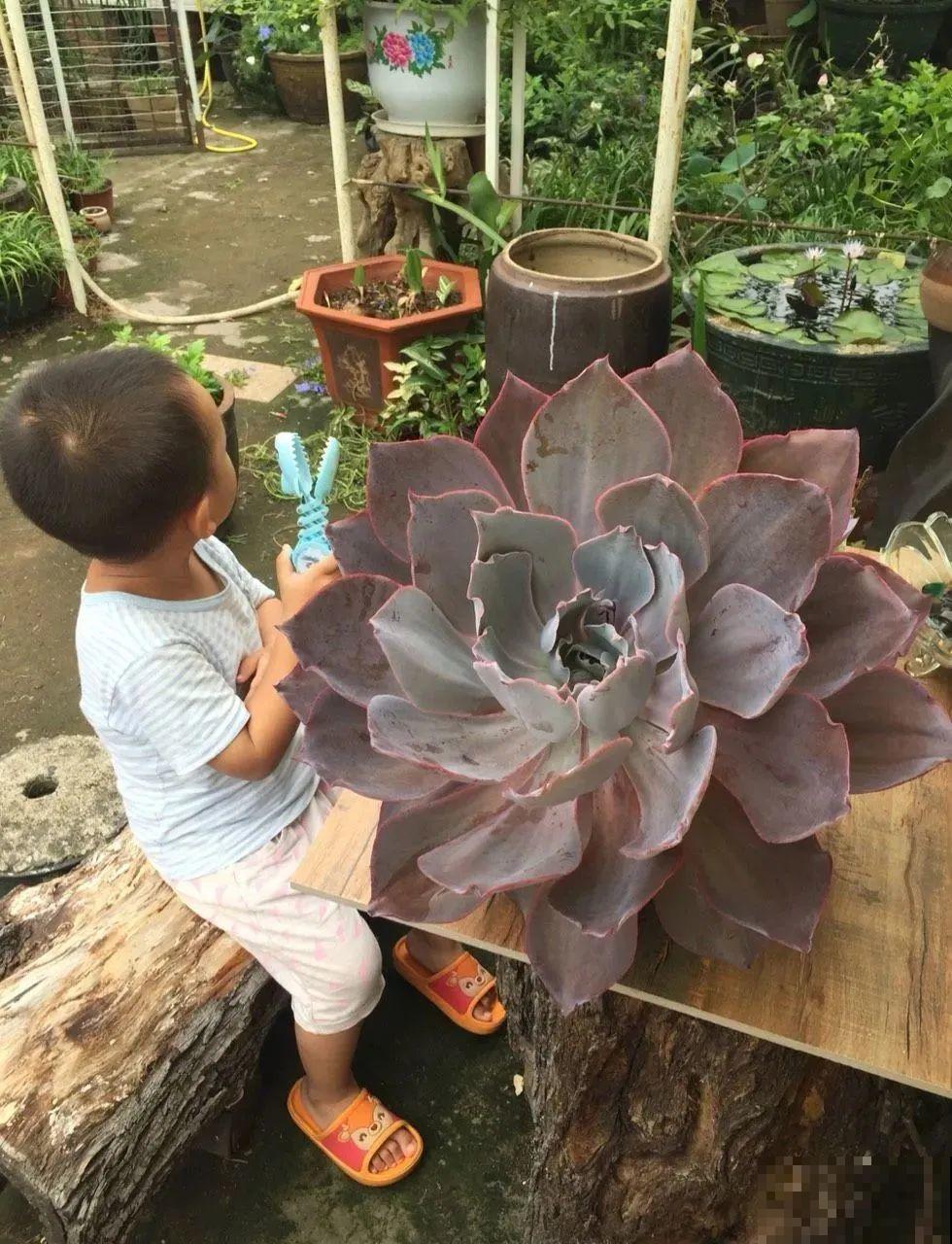 花也能成精，养成巨无霸，一次开花50朵，比小孩还高！