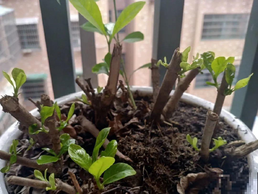 修剪时间到了，有这花赶紧剪，剪完很快又开花！