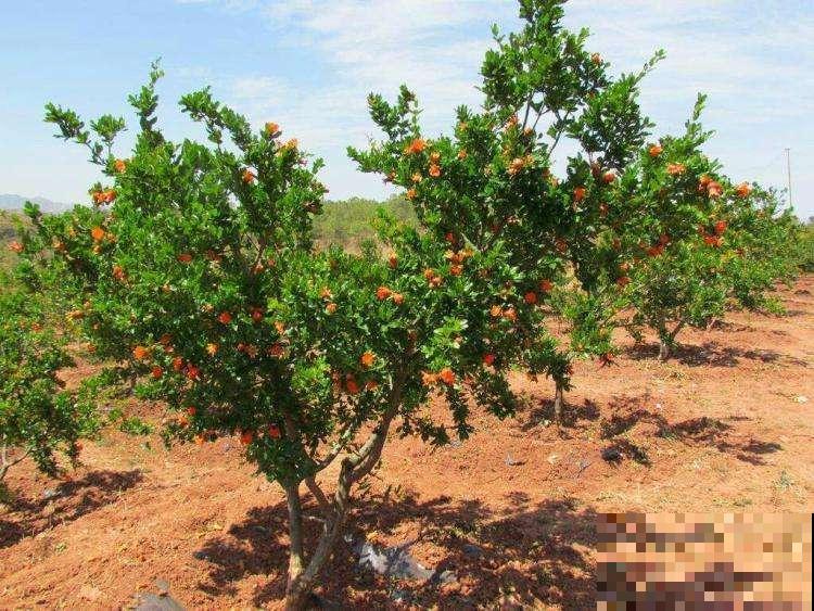 石榴繁茂生长期,打顶嫩叶不要扔,锅里一炒就变养生茶! 石榴繁茂生长期,打顶嫩叶不要扔,锅里一炒就变养生茶!