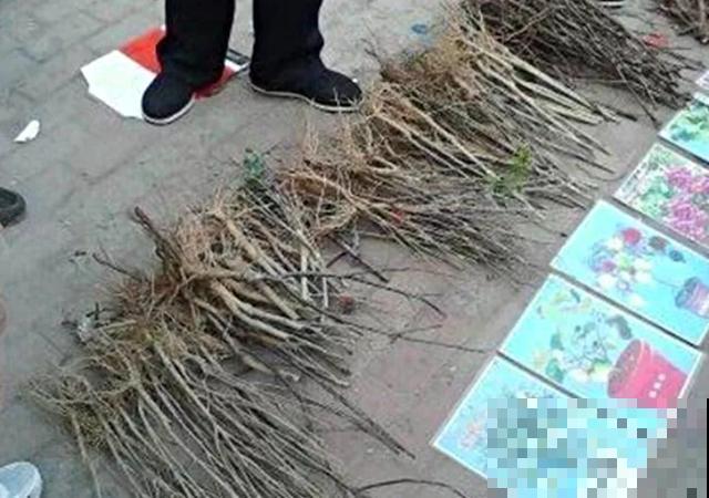 花骗子最爱卖的5种花，养花小白要记住，擦亮眼睛不上当