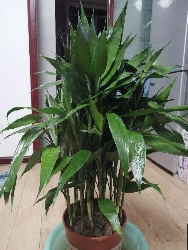 人间富贵花，家里养一盆，吉祥如意又招财