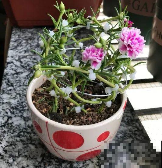 塑料瓶、油桶,养花做造型,真是绝了! 塑料瓶、油桶,养花做造型,真是绝了!