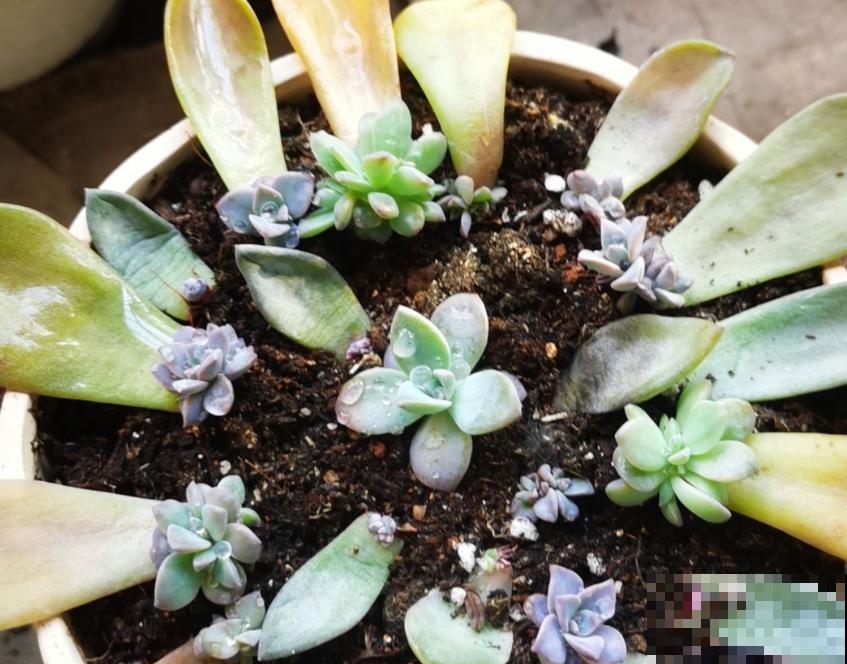 多肉半死不活不长个,可能是没有服盆,赶紧看看! 多肉半死不活不长个,可能是没有服盆,赶紧看看!