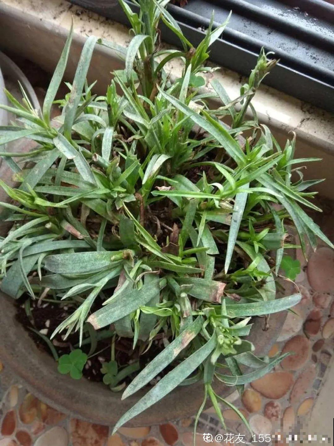 修剪时间到了，有这花赶紧剪，剪完很快又开花！