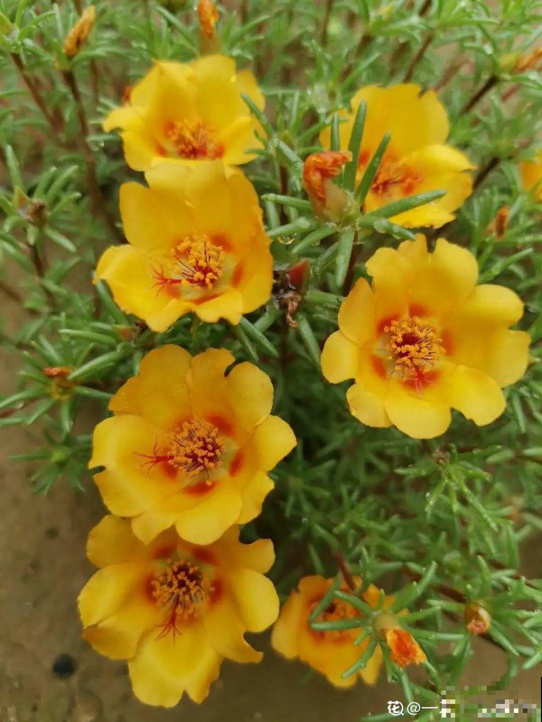 这些花，听名字就不想养，没想到开花后美呆了！