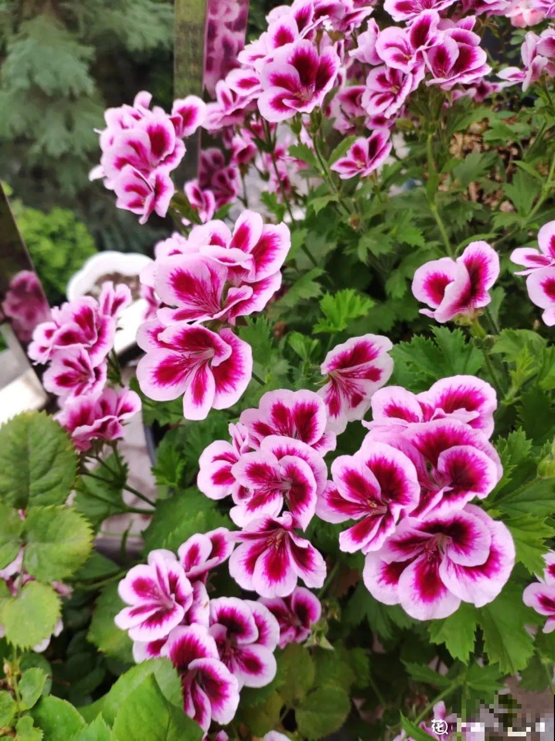 20种花,夏天这么浇水,长得快、开花多! 20种花,夏天这么浇水,长得快、开花多!