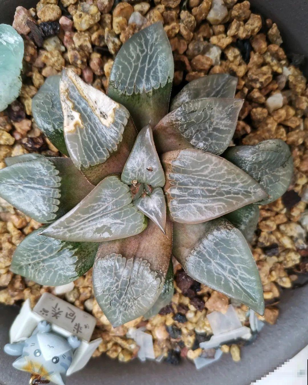 夏天到了，这10种花不能晒，否则干枯黄叶死翘翘