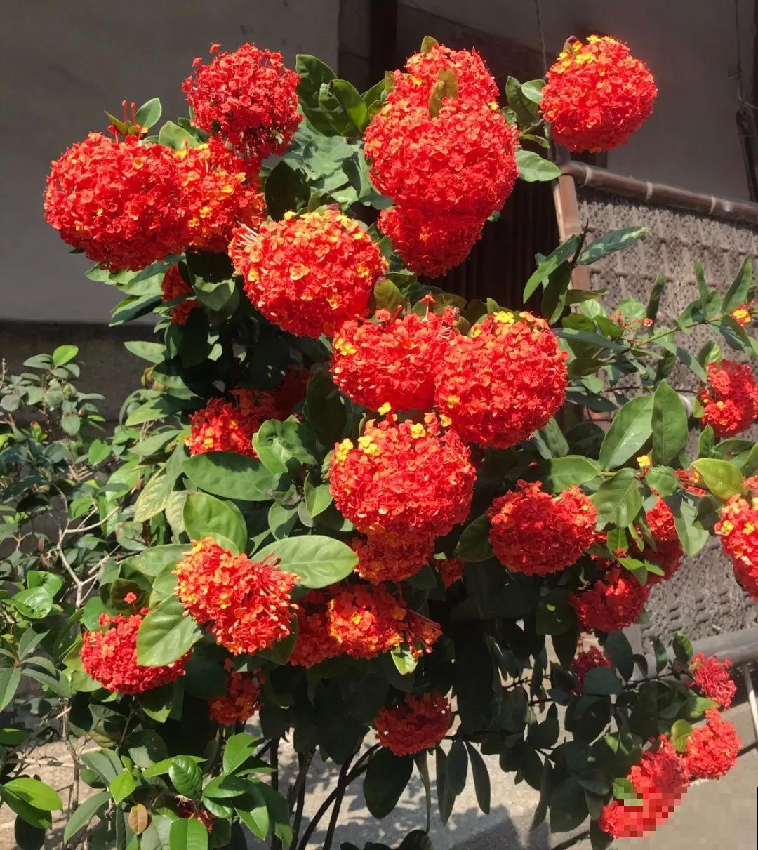 这20种花，晒不死、热不死，天热一直狂开花！