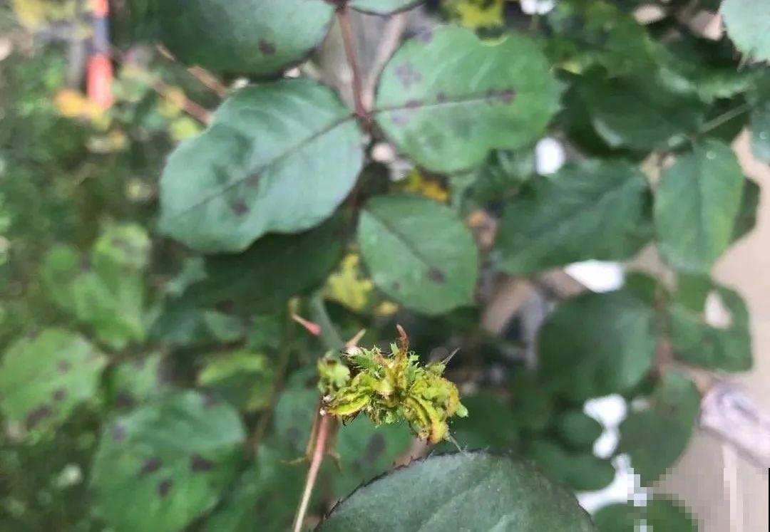 绣球马上剪，下个月就晚了，错过明年不开花