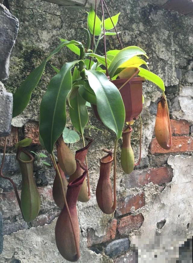 7种花插土里，立马长满院子，蚊虫不敢靠近！