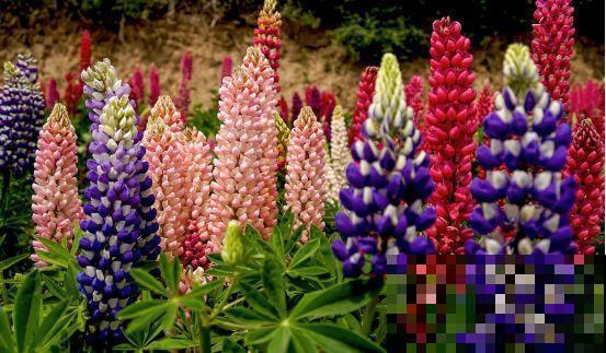 30首与花有关的老歌，满满的回忆，每一首都很经典！