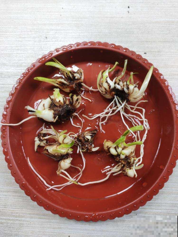 盆栽黑腐都怪你这么做，好多技巧不赶紧学，到时候定后悔！