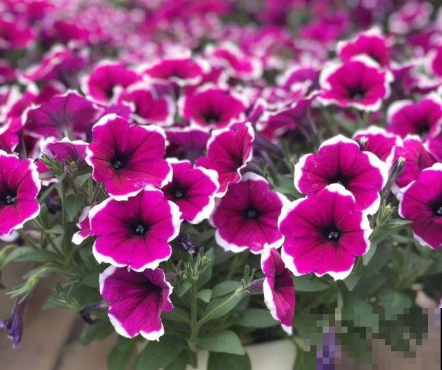 矮牵牛开花后别急着剪,过一阵收获小种子,存起来随时种! 矮牵牛开花后别急着剪,过一阵收获小种子,存起来随时种!