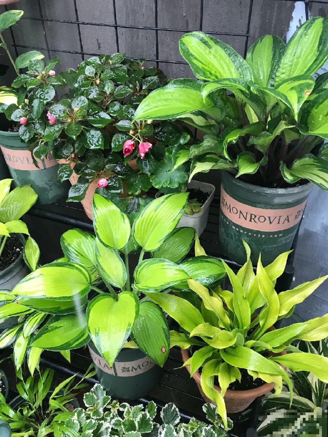 特干净的10种花,天热养一盆,家里特凉快! 特干净的10种花,天热养一盆,家里特凉快!