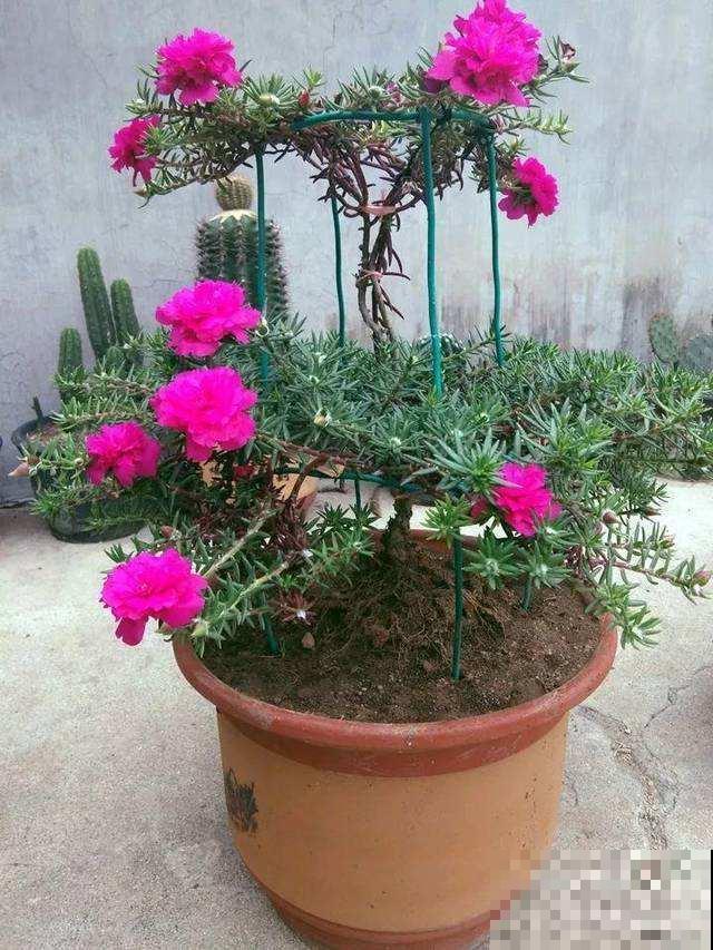 原来太阳花也能养成老桩,一棵就美上天,开花好几层! 原来太阳花也能养成老桩,一棵就美上天,开花好几层!