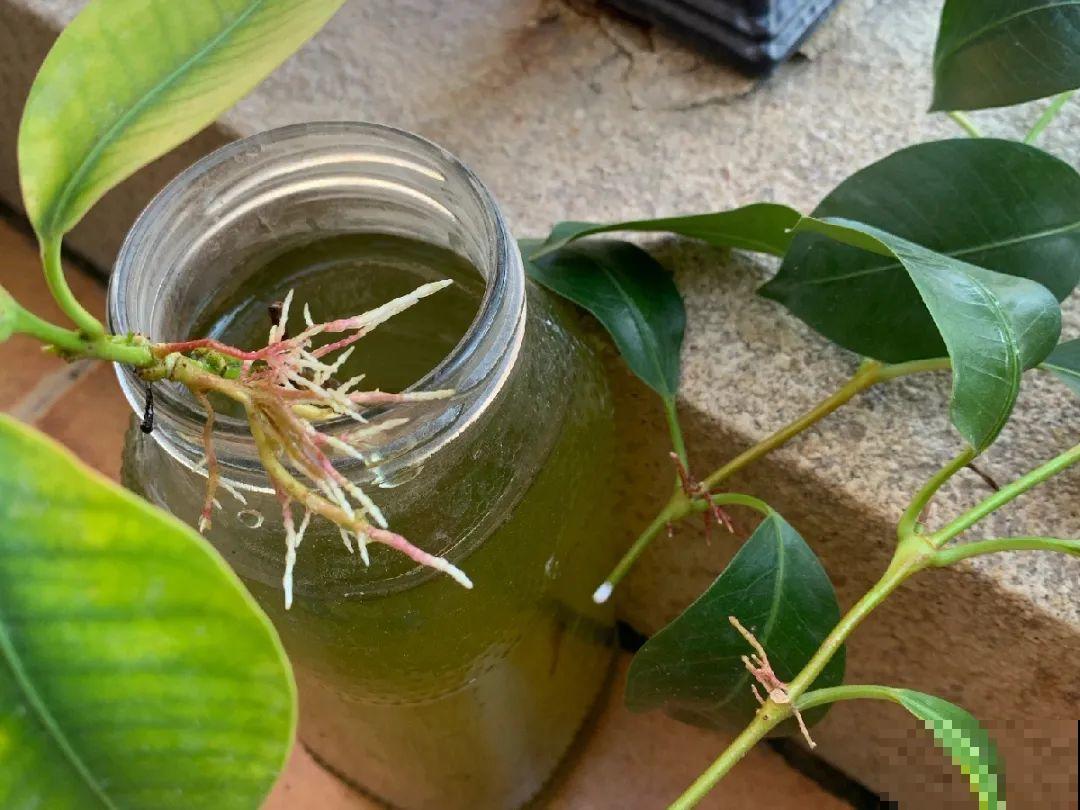 10种花，趁着天热赶紧扦插，成活率特别高