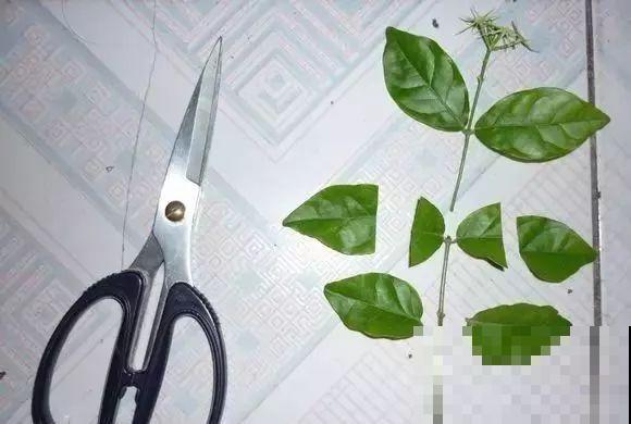 茉莉花后赶紧剪,剪完就开花,一直剪一直开! 茉莉花后赶紧剪,剪完就开花,一直剪一直开!