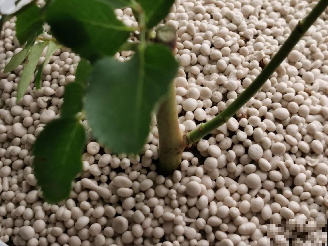 土里有虫子，1招杀干净，否则会传染！