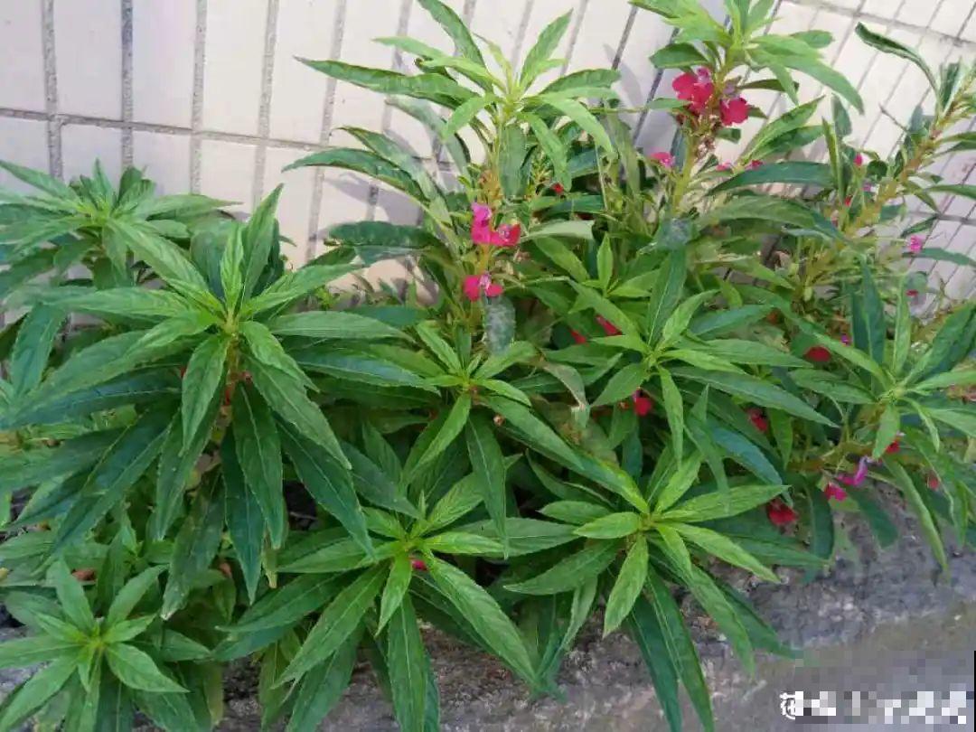 农村院子没人管的花，一长一大片，天热美翻了！