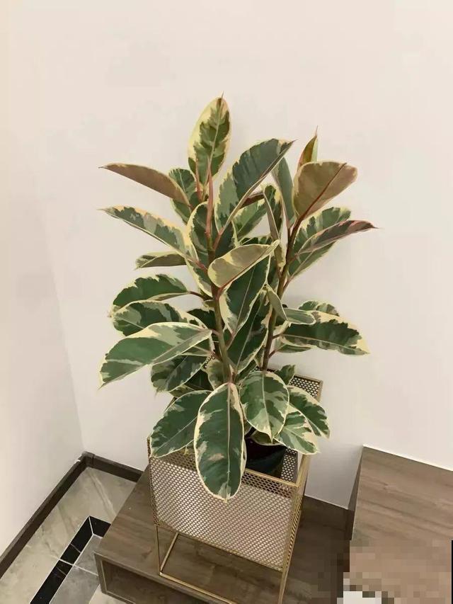橡皮树叶子像艺术品，放阴凉地儿长得更旺，摆客厅能镇宅！