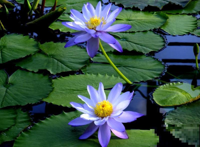 这花是佛教名花，出尘脱俗，见花保吉祥！