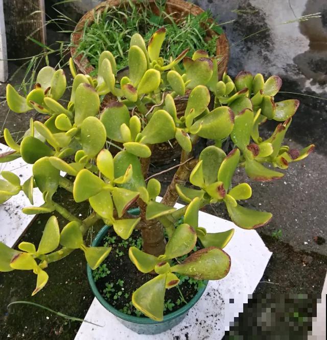 夏天潮湿闷热，一不小心花就烂根，看准时机砍掉，照样长出新叶子