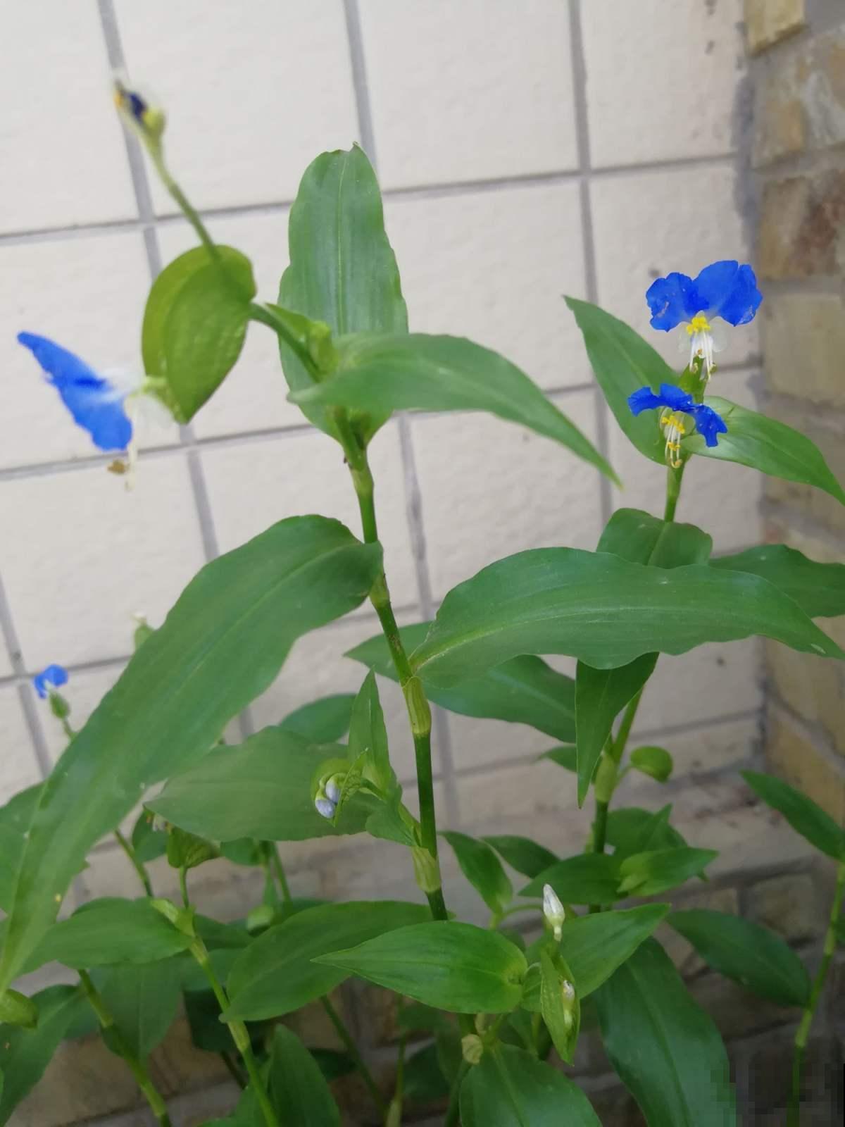 野外挖棵鸭跖草，装盆里就开花，紫莹莹小花特美！