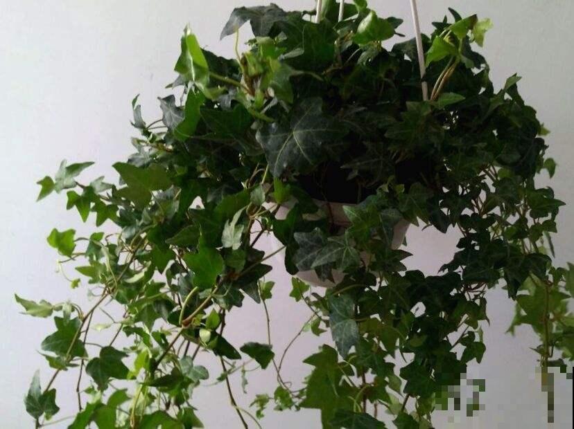 一个房间一盆花，清新驱蚊虫，夜夜睡得香