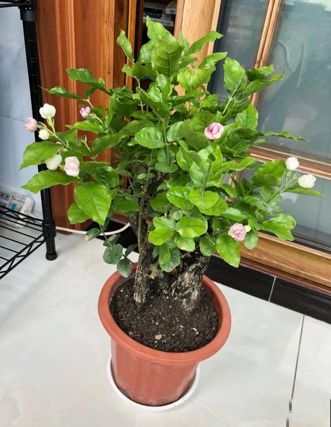 家里这些花适合用小盆，少浇水、控一控，2年就能变老桩！