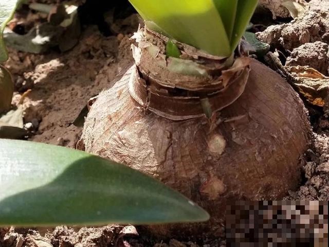10种花，落片叶子就生根，盆里长满小崽！
