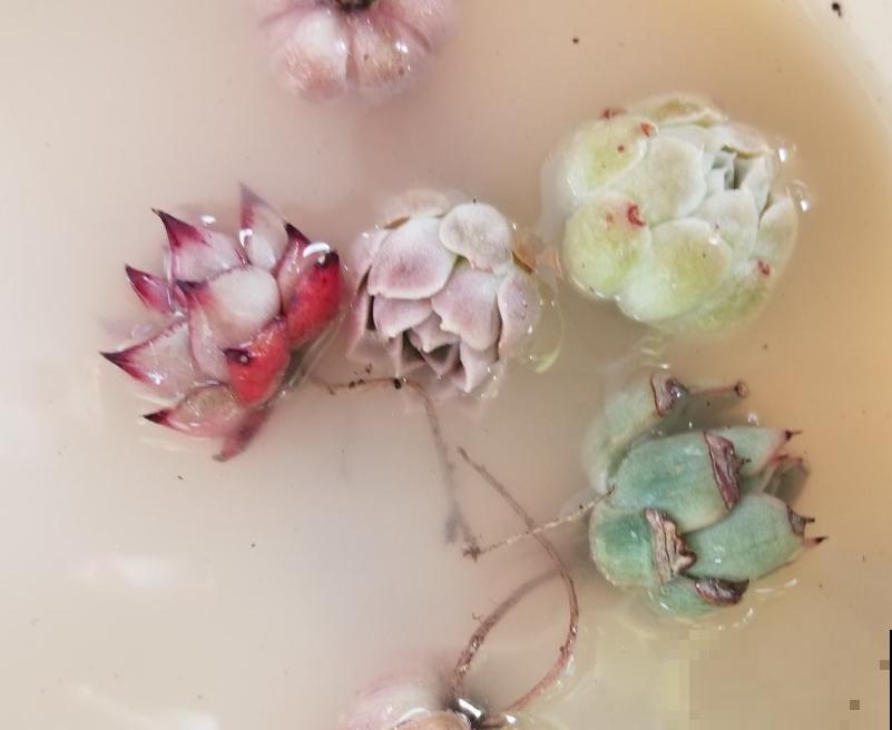 多肉半死不活不长个,可能是没有服盆,赶紧看看! 多肉半死不活不长个,可能是没有服盆,赶紧看看!