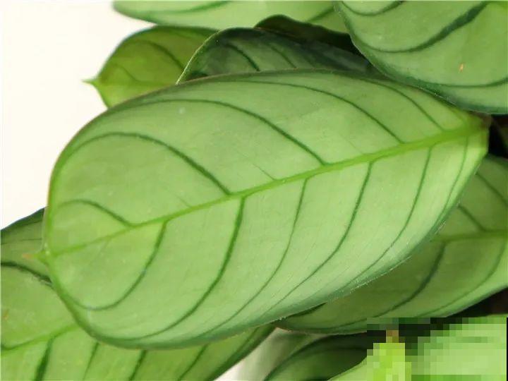 13种耐阴花，客厅养一盆，特别有气质！