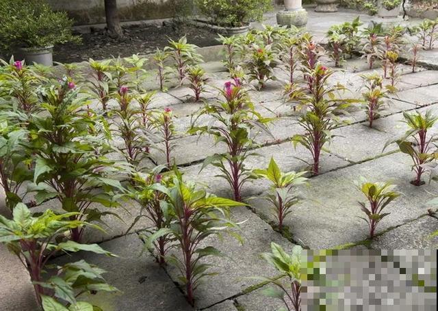 真正的花坚强,墙缝、地缝都能长,开花特别旺! 真正的花坚强,墙缝、地缝都能长,开花特别旺!