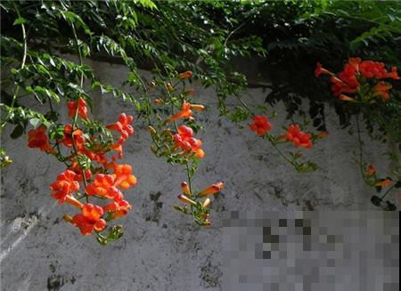 6种“红色”花,一开一大片,疯长起来拦不住! 6种“红色”花,一开一大片,疯长起来拦不住!