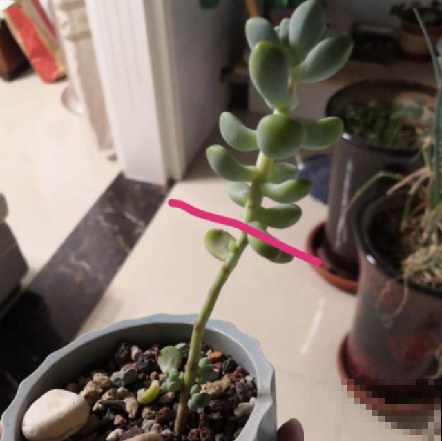 多肉快速爆盆法，撸几片叶子，放着不管都变胖！