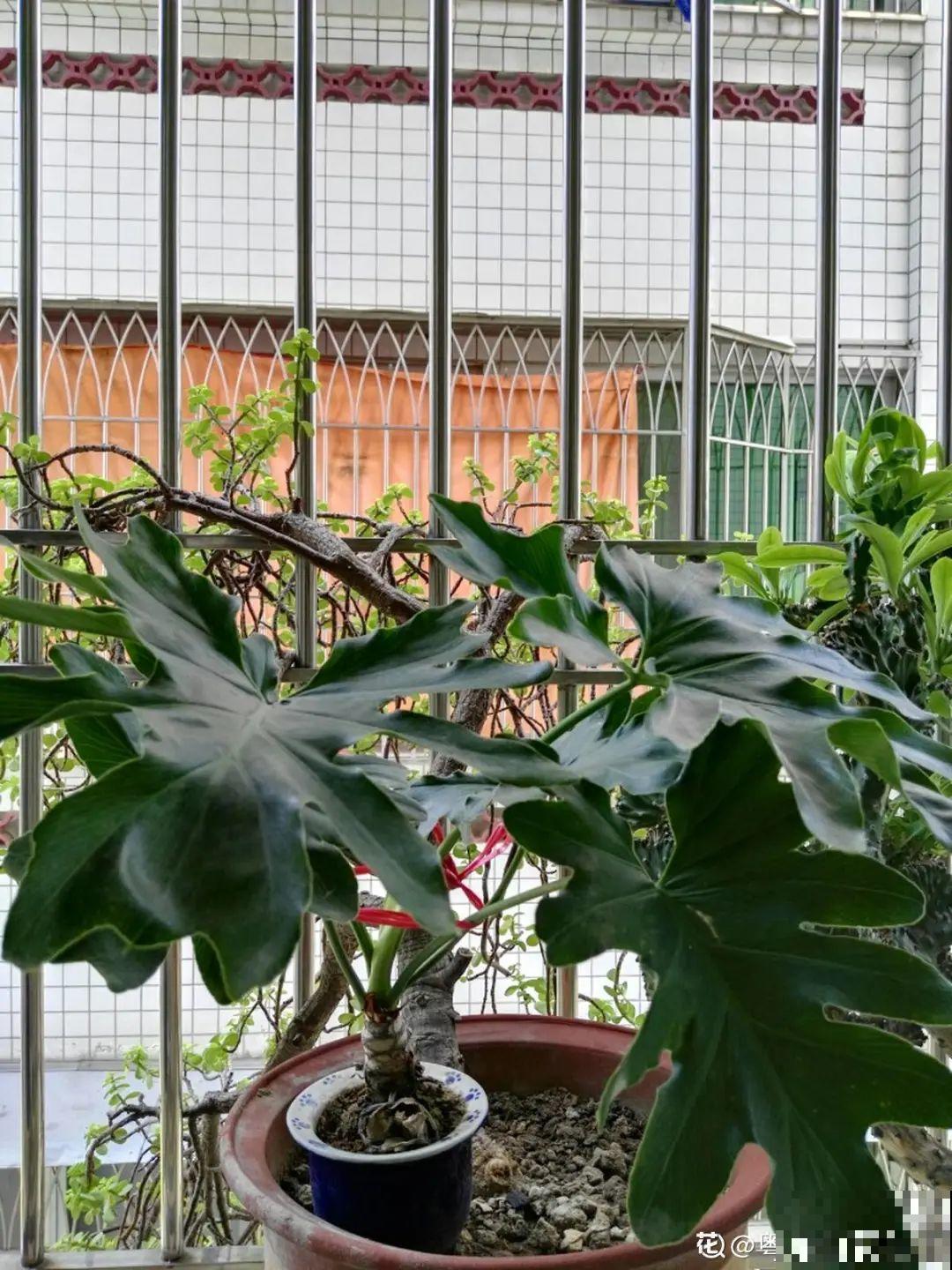 夏天养花,这个地方千万别摆,否则3天死翘翘! 夏天养花,这个地方千万别摆,否则3天死翘翘!