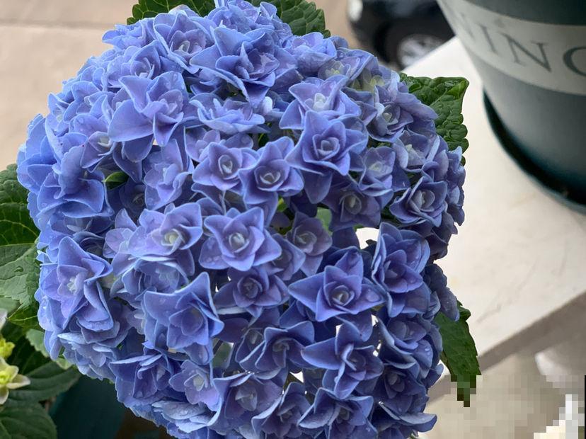 夏天温度高，4个养花降温方法，花都安稳度夏