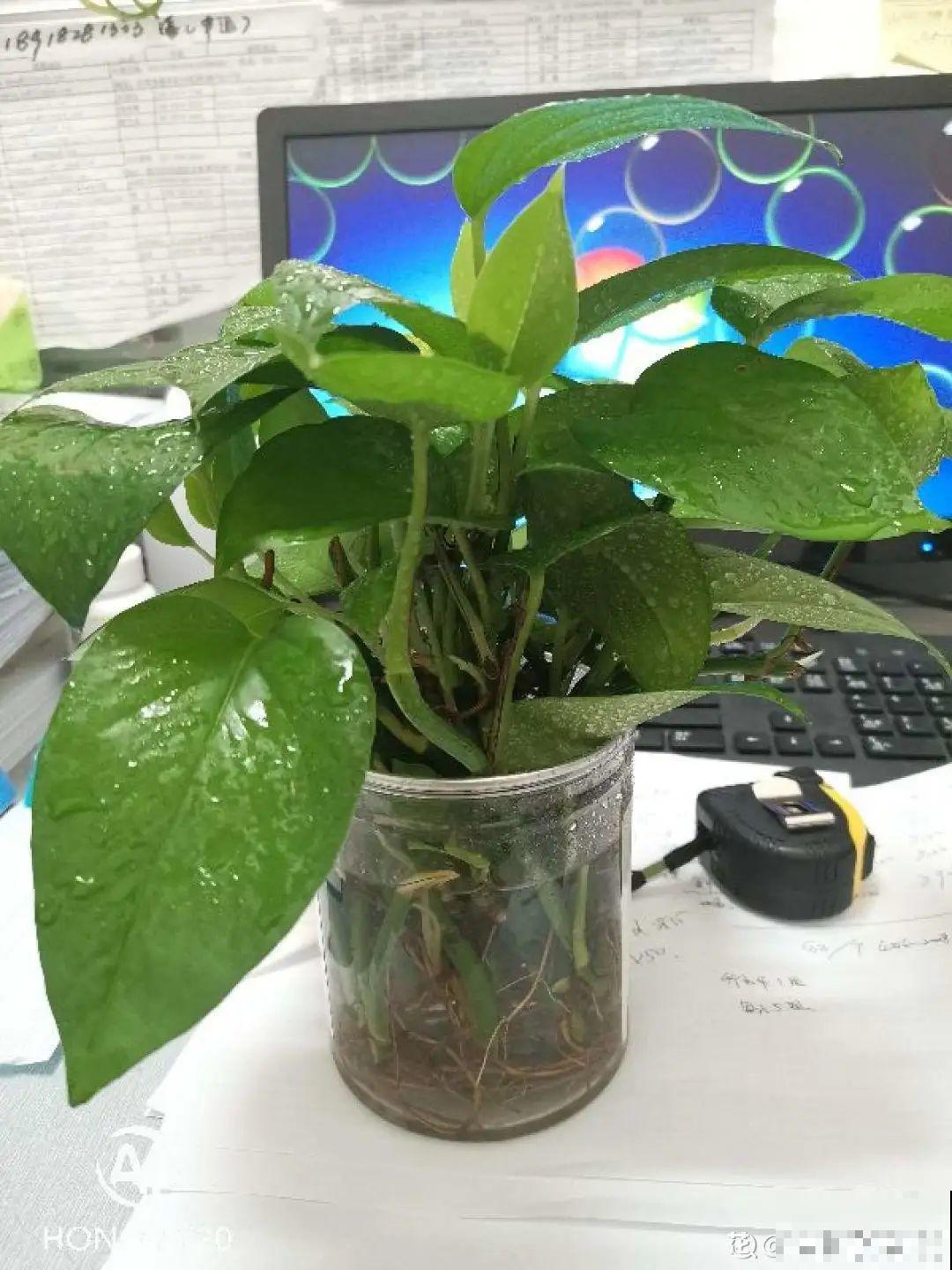 夏天水培植物,一杯水就够了,越养越爆盆 夏天水培植物,一杯水就够了,越养越爆盆