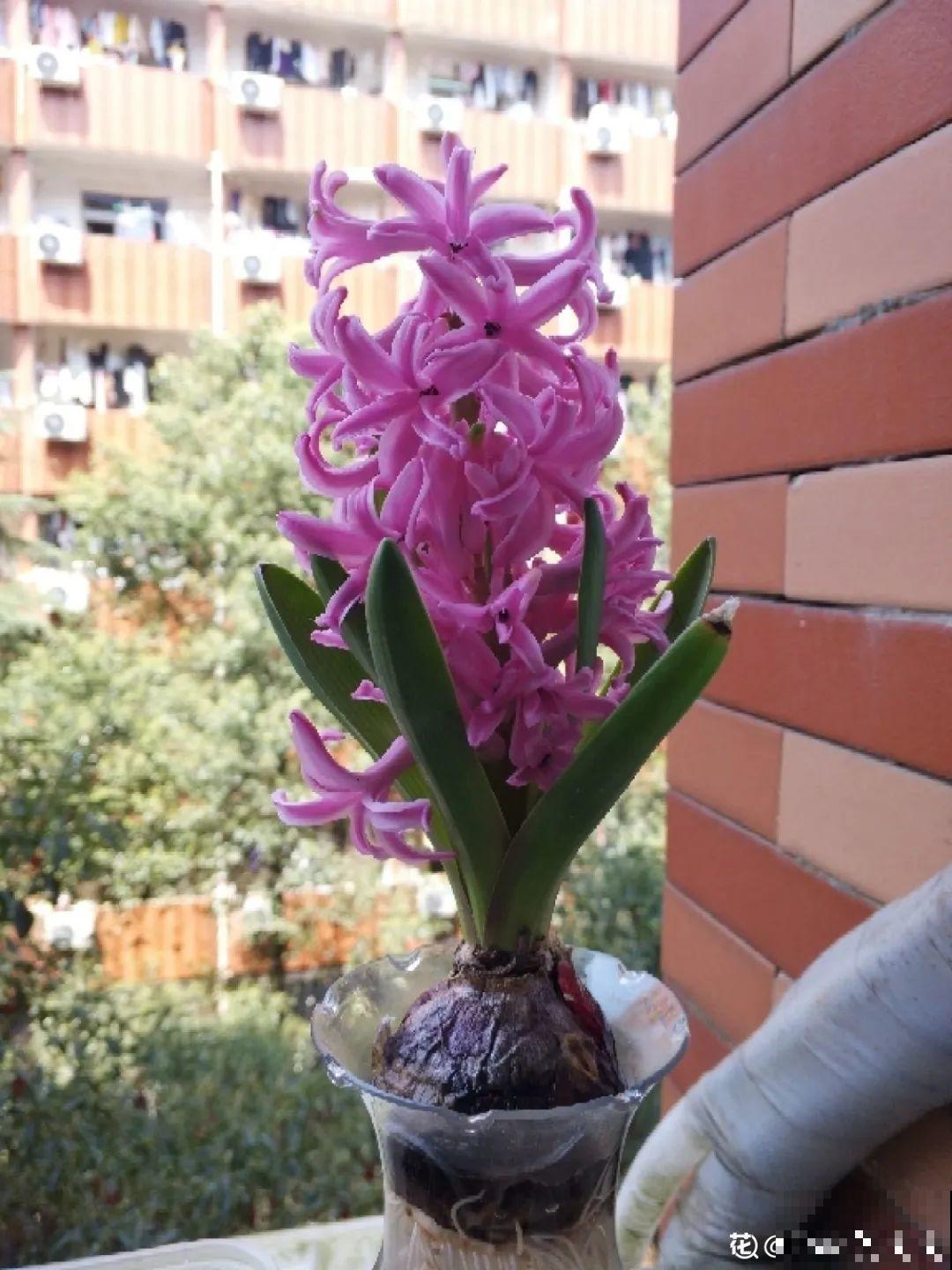 7种花会伪装，夏天会假死，好好养护秋天还能活