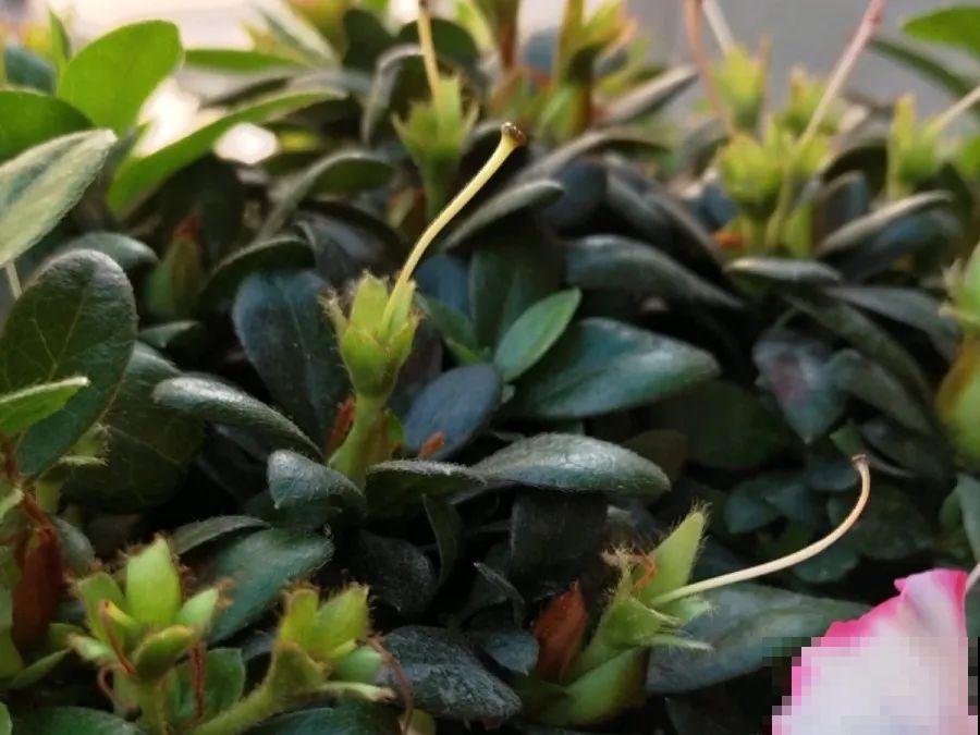 8种花，5月要赶紧修剪，剪完了还能窜新芽